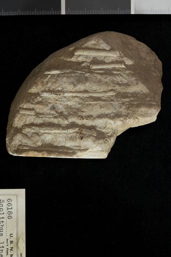 Skolithos linearis Haldeman