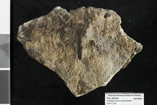 Foralites americanus Howell