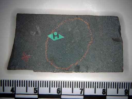 Haileyia adherens Ruedemann
