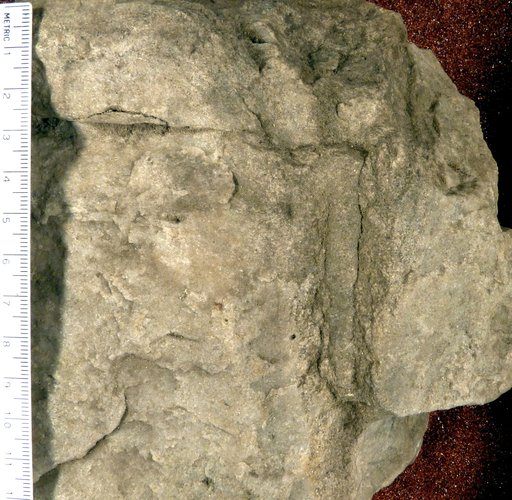 Skolithos ingens Howell