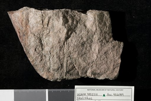 Skolithos linearis Haldeman