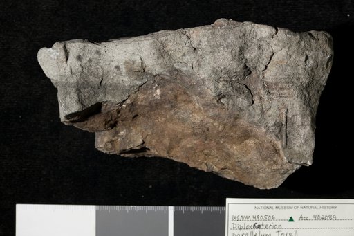 Diplocarterion parallelum Torell, 1870