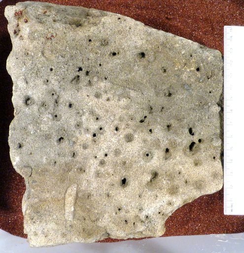 Skolithos linearis Haldeman