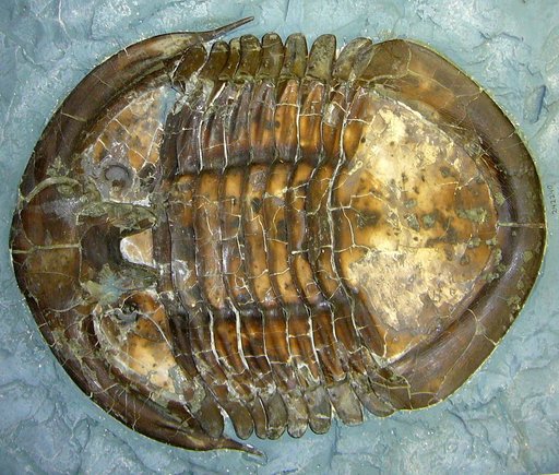 Isotelus sp