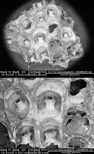 Steganoporella transversalis Canu & Bassler, 1928