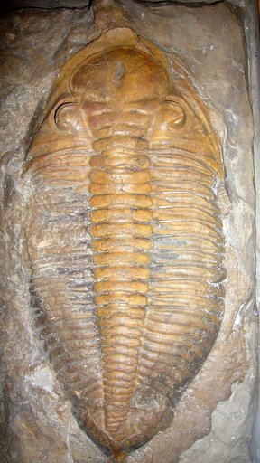 Dalmanites cf. perduei Unknown