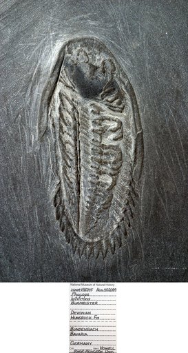 Phacops latifrons Burmeister