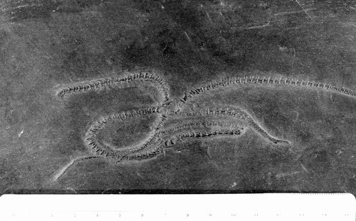 Eospondylus primigenius (Sturtz)