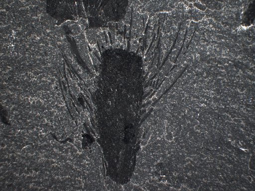 Pirania muricata