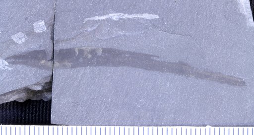 Pikaia gracilens