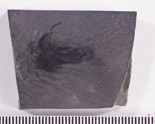 Marrella splendens Walcott, 1912
