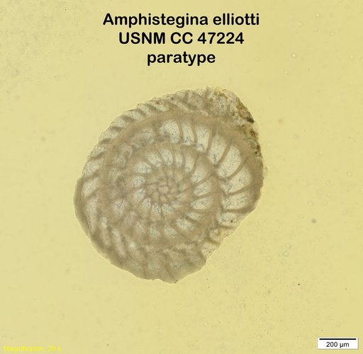 Amphistegina elliotti Cushman & Stainforth, 1946