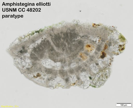 Amphistegina elliotti Cushman & Stainforth, 1946