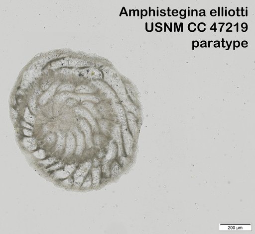 Amphistegina elliotti Cushman & Stainforth, 1946