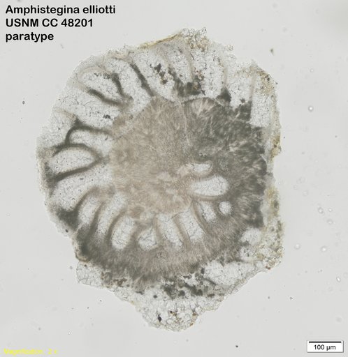 Amphistegina elliotti Cushman & Stainforth, 1946