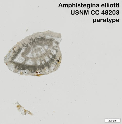 Amphistegina elliotti Cushman & Stainforth, 1946