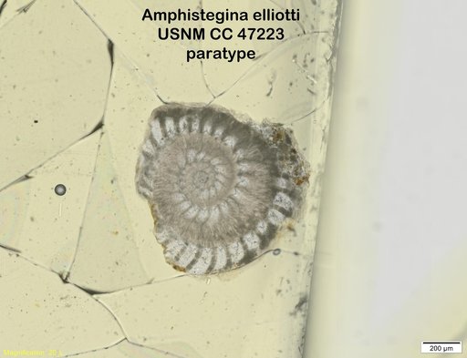 Amphistegina elliotti Cushman & Stainforth, 1946