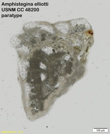 Amphistegina elliotti Cushman & Stainforth, 1946