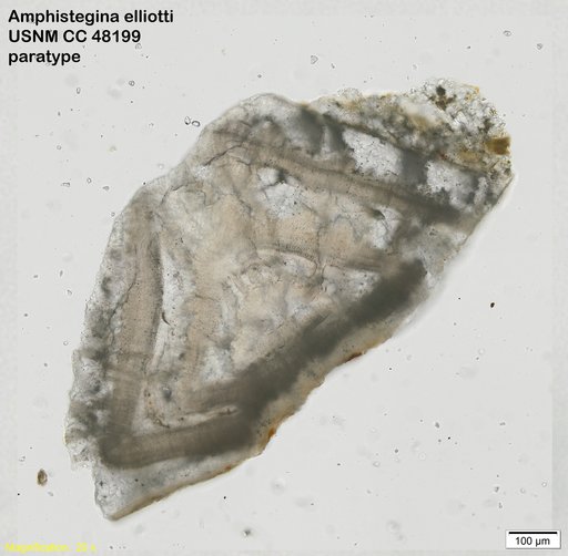 Amphistegina elliotti Cushman & Stainforth, 1946