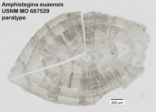 Amphistegina euaensis Todd, 1970