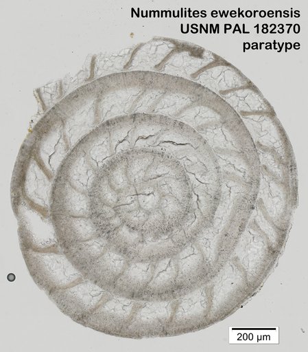 Nummulites ewekoroensis Sachs & Adegoke, 1975