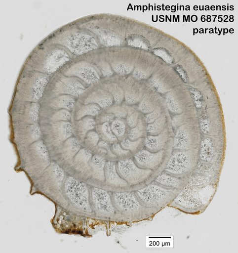 Amphistegina euaensis Todd, 1970