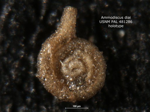 Ammodiscus diai Culver, 1994