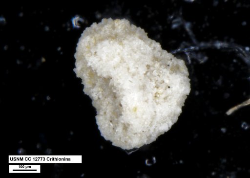 Crithionina rara Moreman, 1930