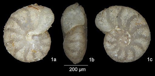 Anomalina ammonoides (Reuss, 1844)
