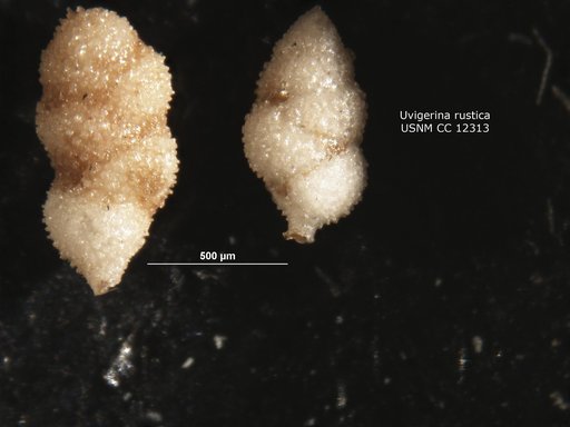 Uvigerina rustica Cushman & Edwards, 1938