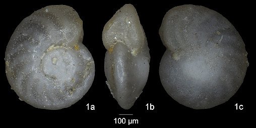 Planulina schloenbachi (Reuss, 1863)