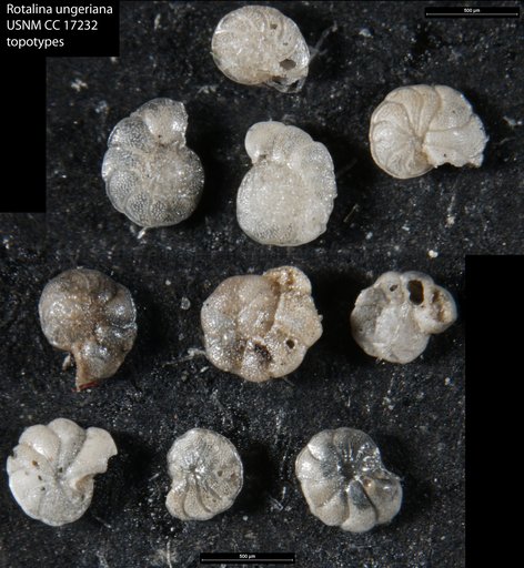 Rotalina ungeriana d'Orbigny, 1846