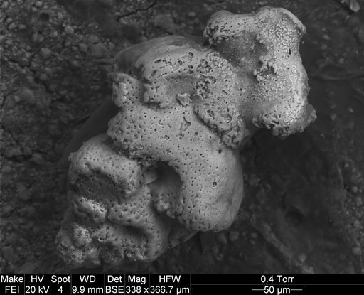 Angulogerina muralis (Terquem, 1882)