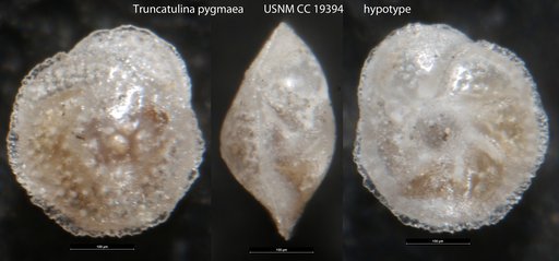 Truncatulina pygmea (Hantken, 1875)