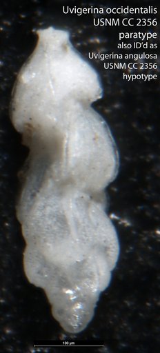Uvigerina angulosa Williamson, 1858