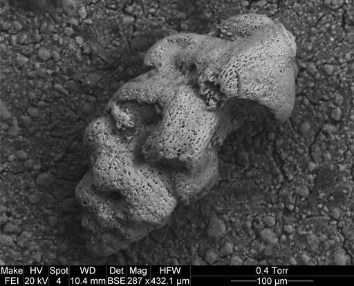 Angulogerina muralis (Terquem, 1882)