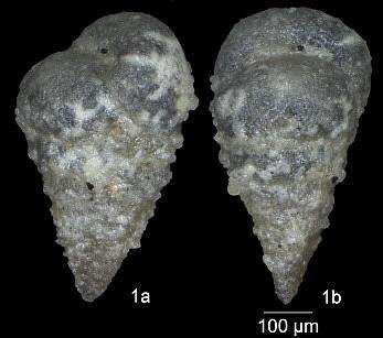 Textularia rioensis Carsey, 1926