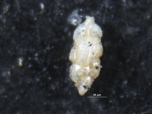 Pseudouvigerina seligi (Cushman, 1925)