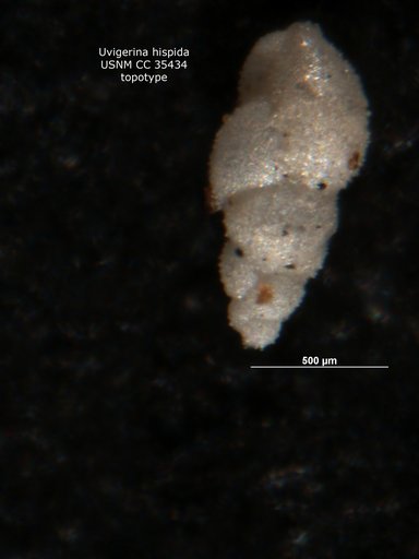 Uvigerina hispida Schwager, 1866