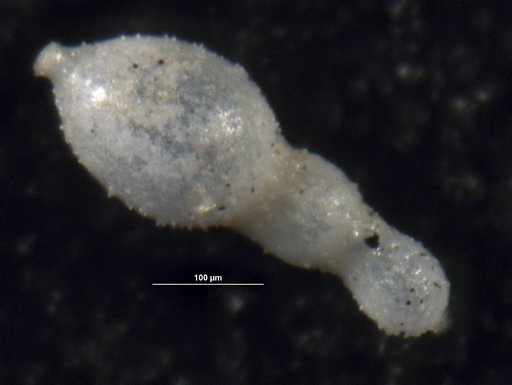 Nodosaria fistuca Schwager, 1866