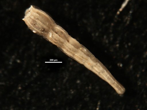 Amphimorphina haueriana Neugeboren, 1850