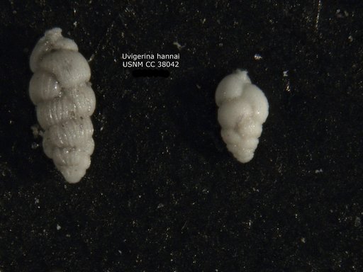 Uvigerina hannai Kleinpell, 1938