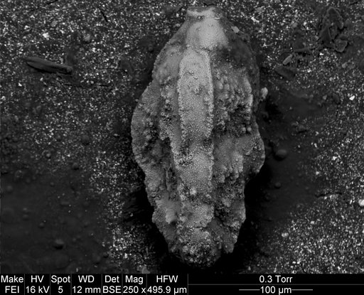 Pseudouvigerina cristata (Marsson, 1878)