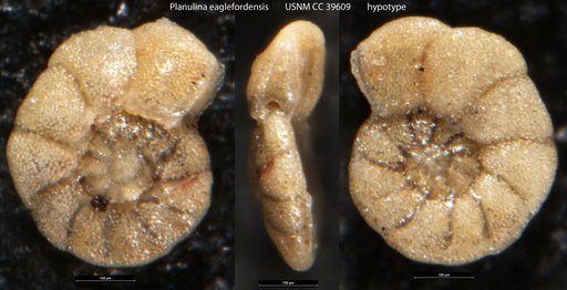 Planulina eaglefordensis (Moreman, 1927)