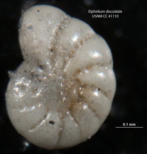 Elphidium discoidale (d'Orbigny, 1839)