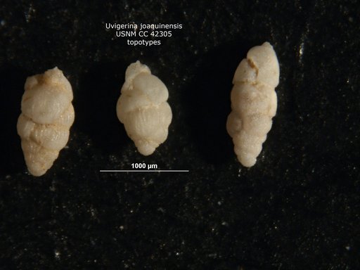 Uvigerina joaquinensis Kleinpell, 1938