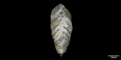 Bolivina spissa Cushman, 1926