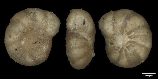 Anomalina beccariiformis (White, 1928)