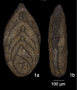 Frondicularia baudouiniana (d'Orbigny, 1840)
