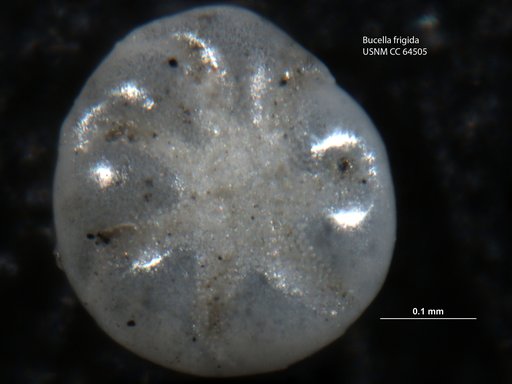 Buccella frigida (Cushman, 1922)